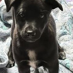 Mary Ellen, ADOPTABLE, Puppy Female Chihuahua.
