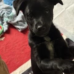 Enlarge Mary Ellen, a ADOPTABLE mixed breed in Stuarts Draft, VA image 2/2