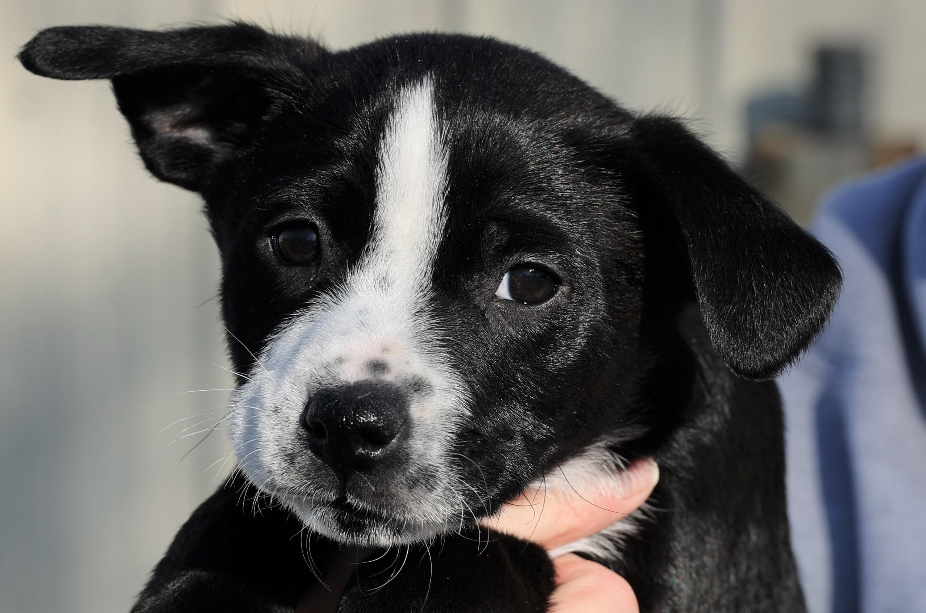 Levi-Available! www.lhar.dog to apply! , adoptable, Puppy Male Boston Terrier.