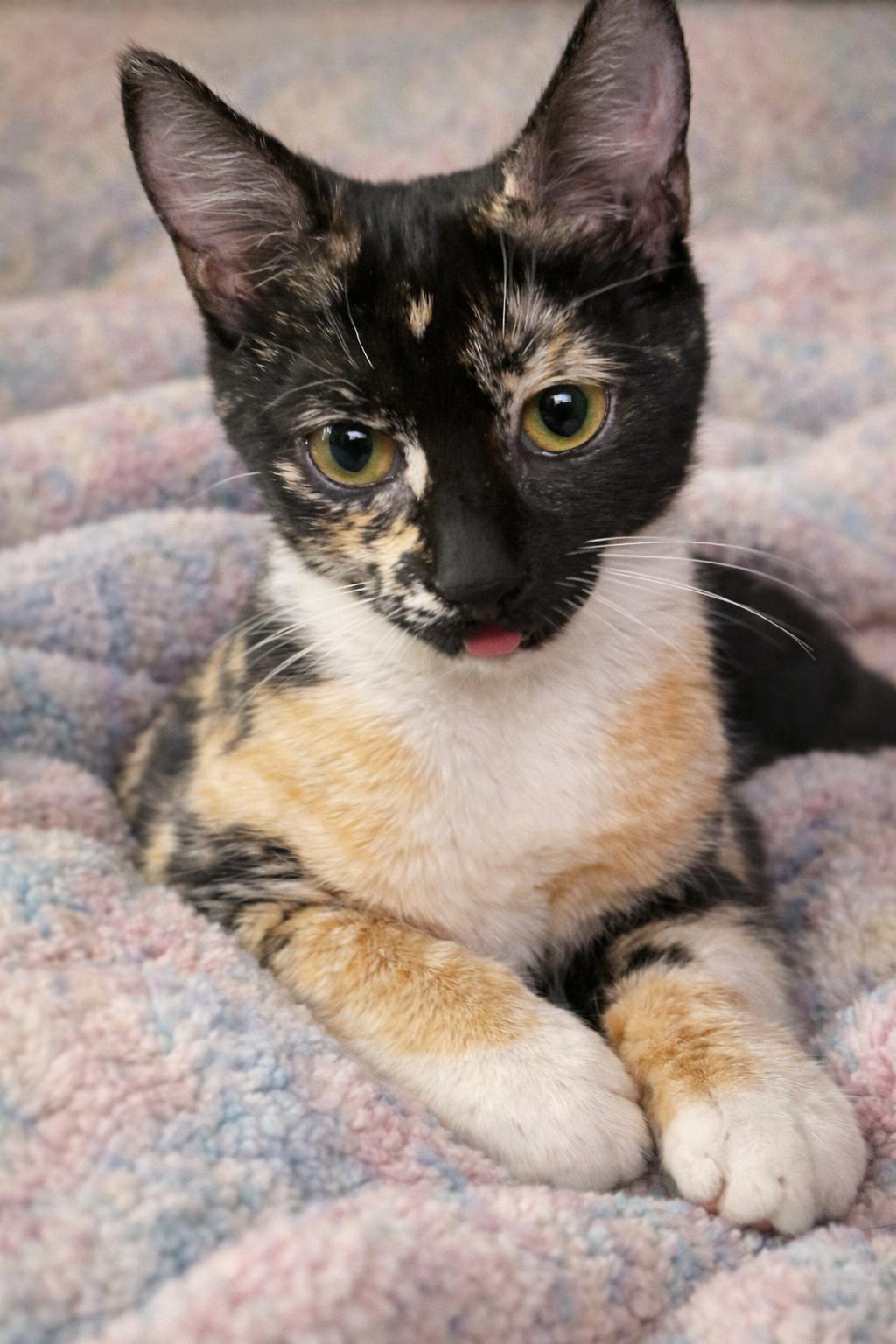 Maisy =^.^=, adopted, Kitten Female Domestic Short Hair.