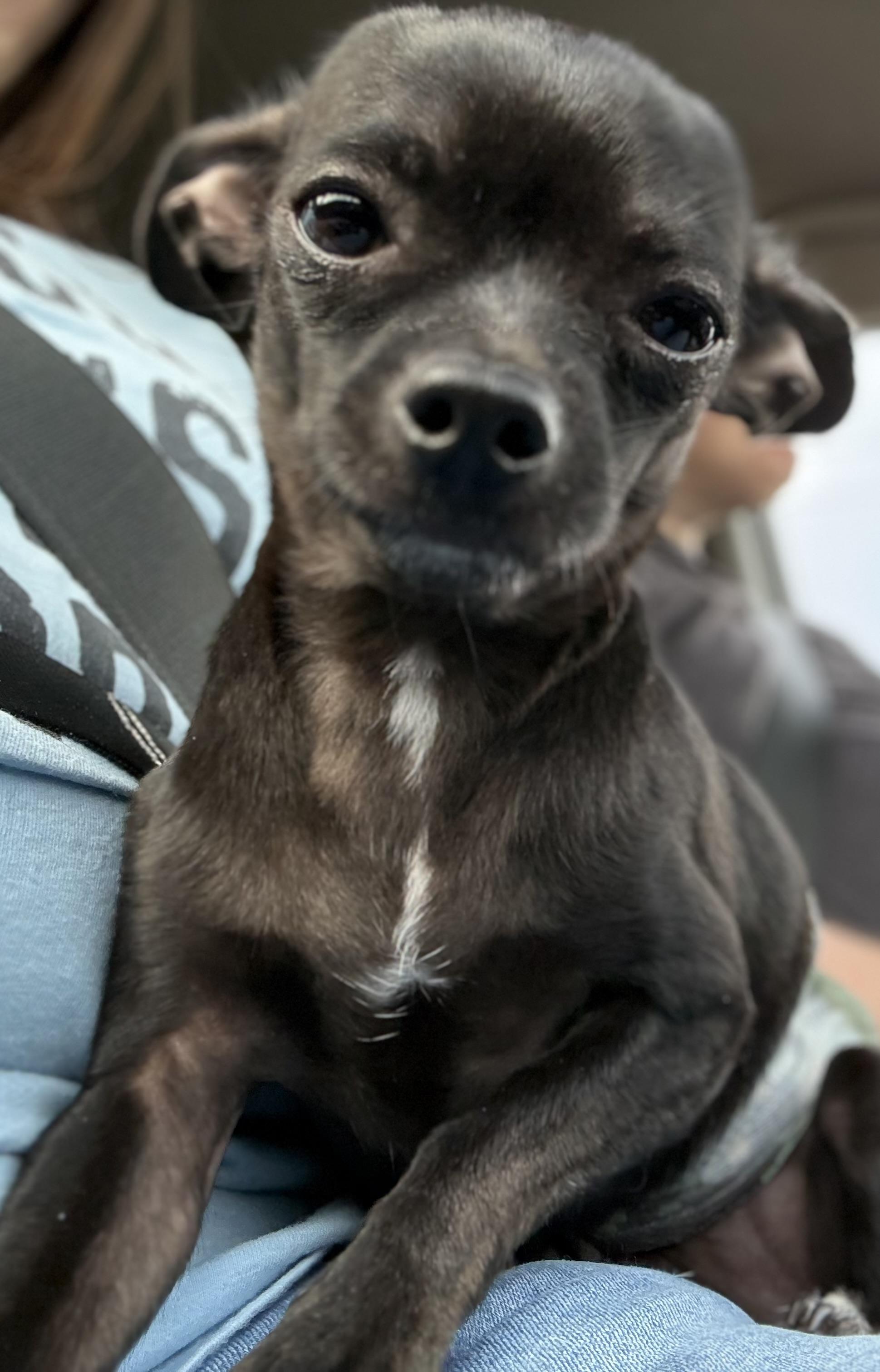 Zeke, an adopted mixed breed in Ooltewah, TN image 5/6