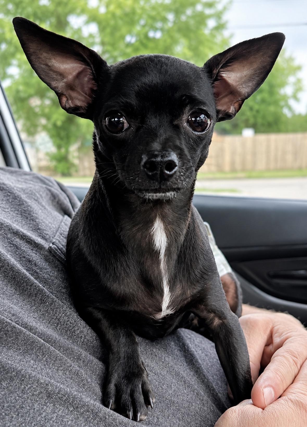 Zeke, adopted, Young Male Chihuahua.