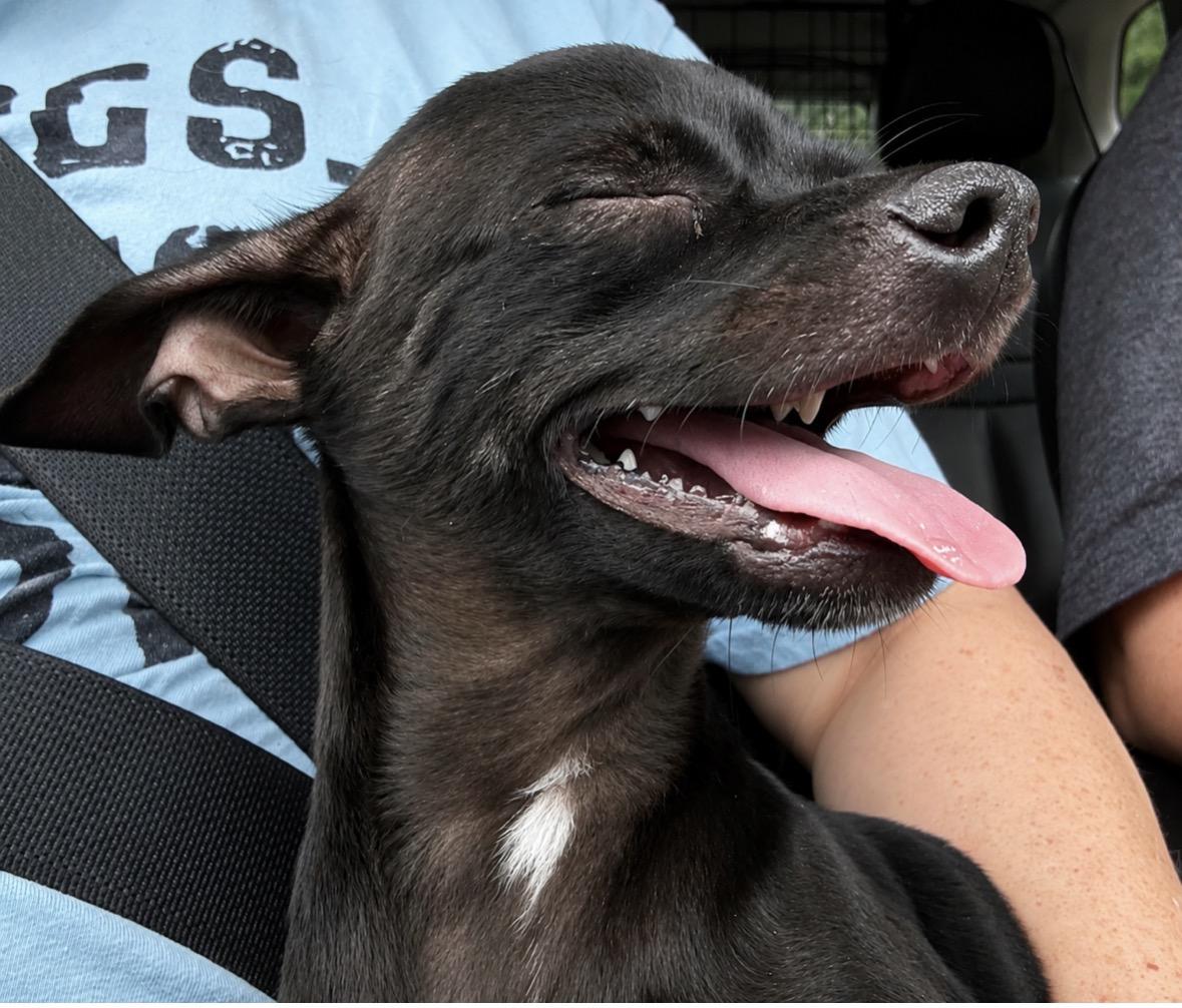 Zeke, an adopted mixed breed in Ooltewah, TN image 4/6