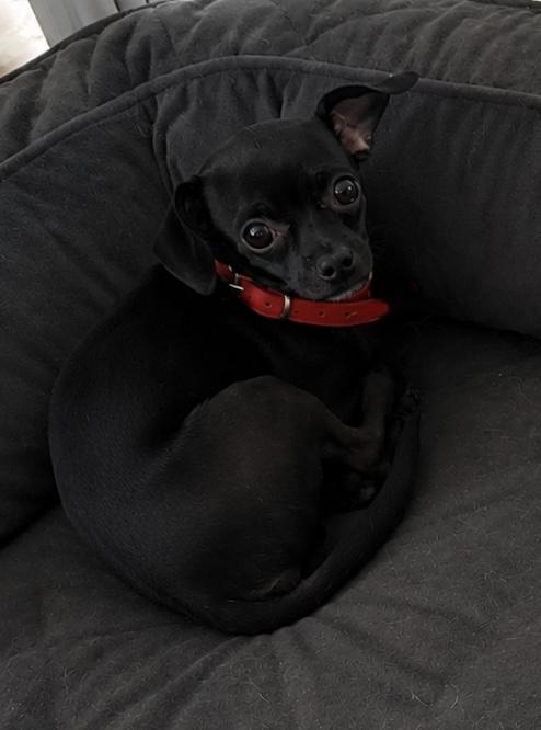 Zeke, an adopted mixed breed in Ooltewah, TN image 3/6