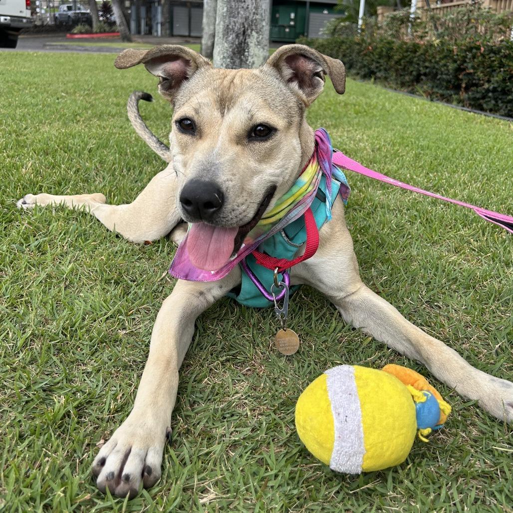 Bumble Bee, Adoptable, Adult Female Mixed Breed.