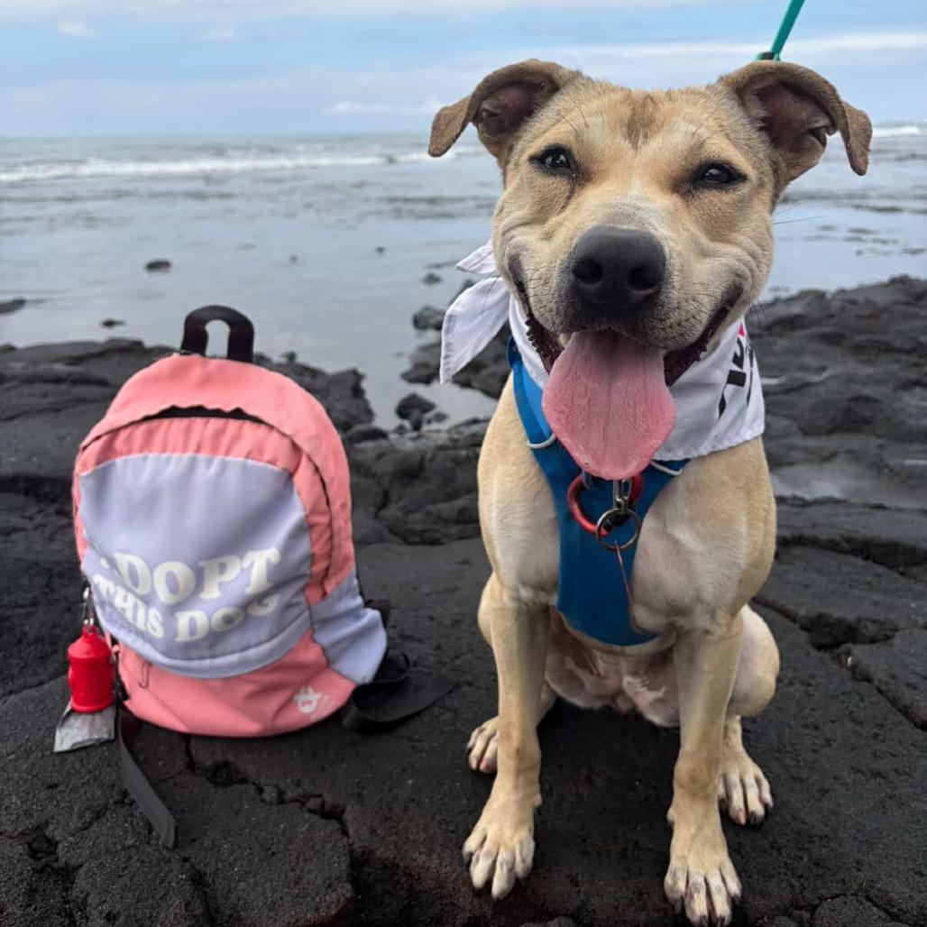 Enlarge Bumble Bee, a Adoptable Mixed Breed in Kailua Kona, HI image 1/6