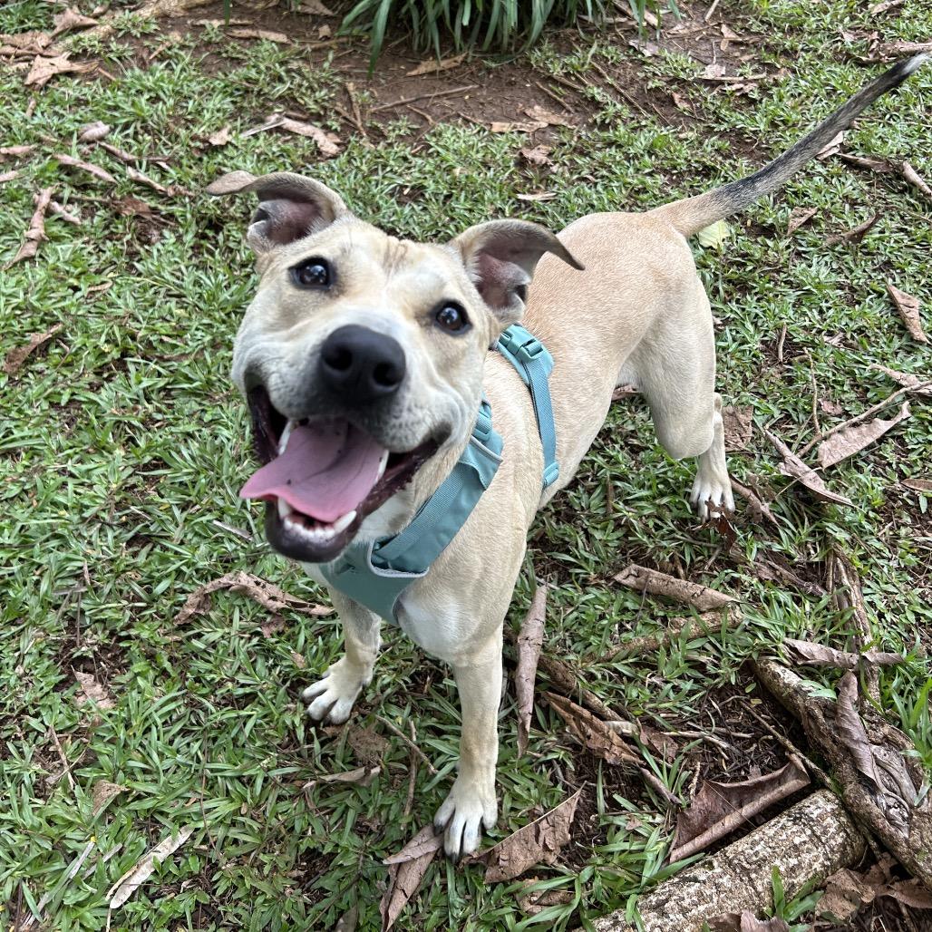 Bumble Bee, Adoptable, Adult Female Mixed Breed.