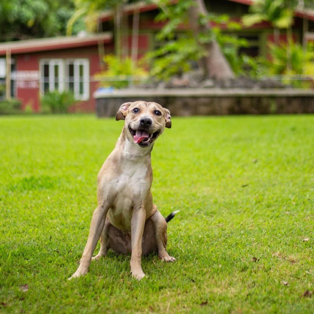 Enlarge Bumble Bee, a Adoptable Mixed Breed in Kailua Kona, HI image 2/6