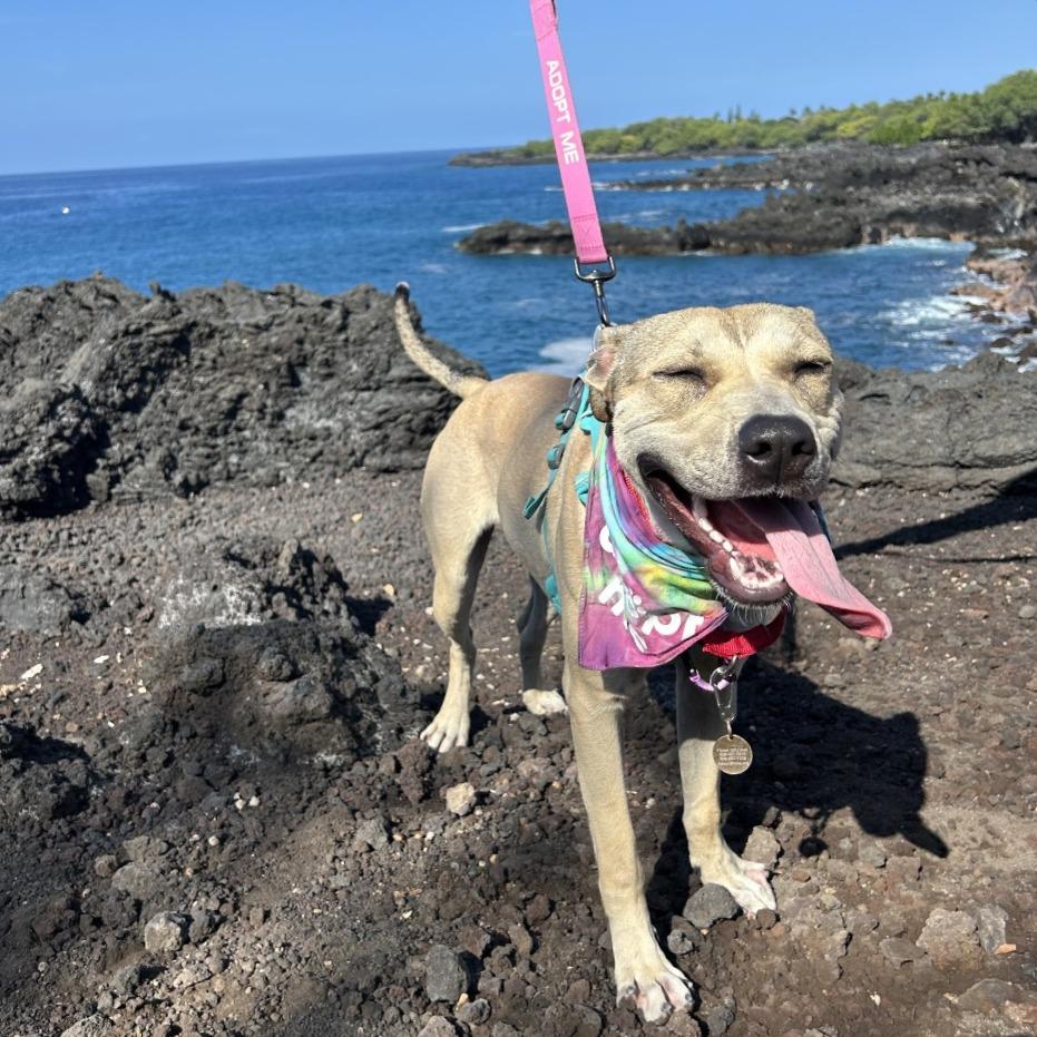 Enlarge Bumble Bee, a Adoptable Mixed Breed in Kailua Kona, HI image 3/6