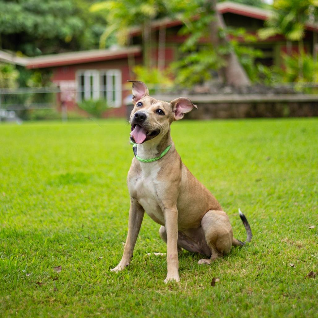 Enlarge Bumble Bee, a Adoptable Mixed Breed in Kailua Kona, HI image 4/6