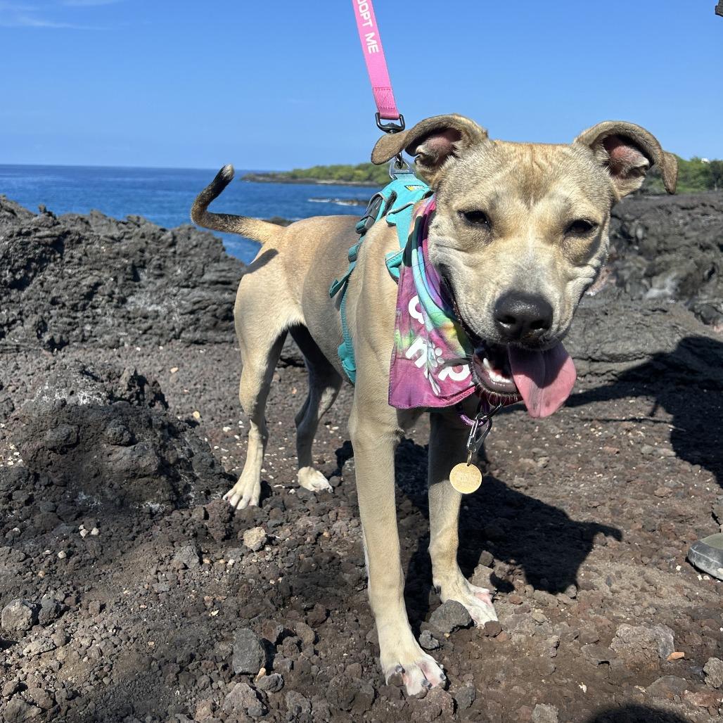 Enlarge Bumble Bee, a Adoptable Mixed Breed in Kailua Kona, HI image 5/6