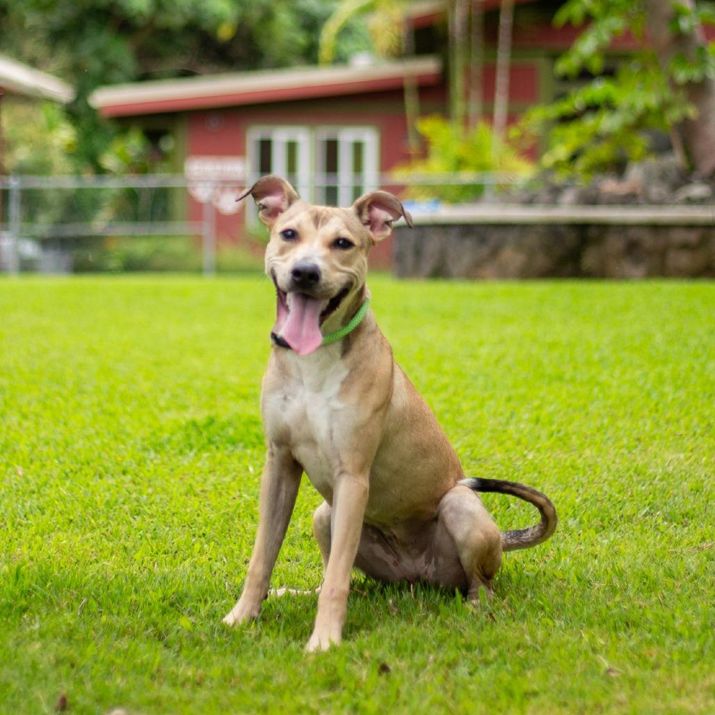 Enlarge Bumble Bee, a Adoptable Mixed Breed in Kailua Kona, HI image 6/6