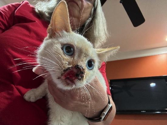 Robbie, Adoptable, Adult Male Siamese & Tabby.