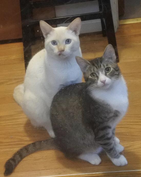 Robbie, Adoptable, Young Male Siamese & Tabby.