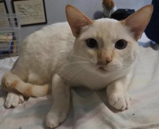 Robbie, a Adoptable mixed breed in Half Moon Bay, CA image 2/4