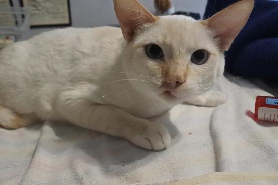 Robbie, a Adoptable mixed breed in Half Moon Bay, CA image 3/4