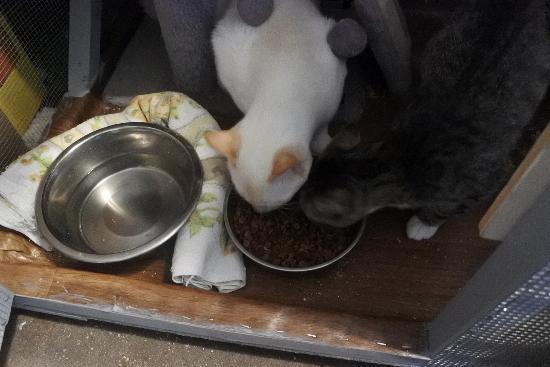 Robbie, a Adoptable mixed breed in Half Moon Bay, CA image 4/4