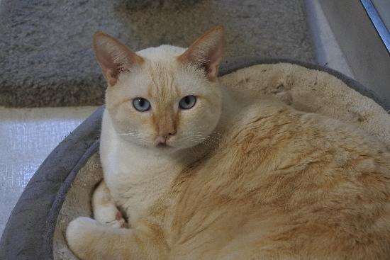 Enlarge Robbie, a Adoptable mixed breed in Half Moon Bay, CA image 5/5
