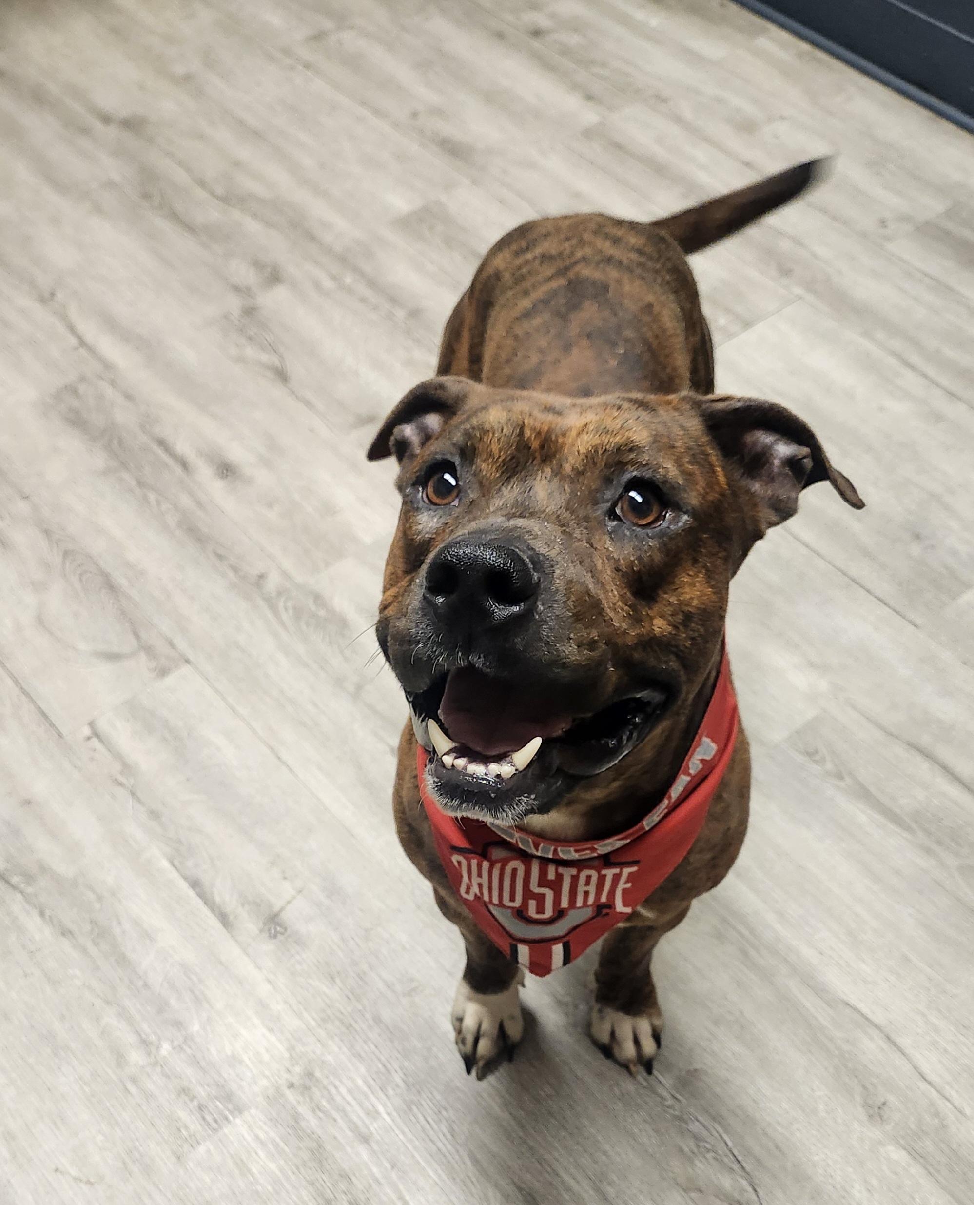 Monroe, Adoptable, Adult Male Pit Bull Terrier.