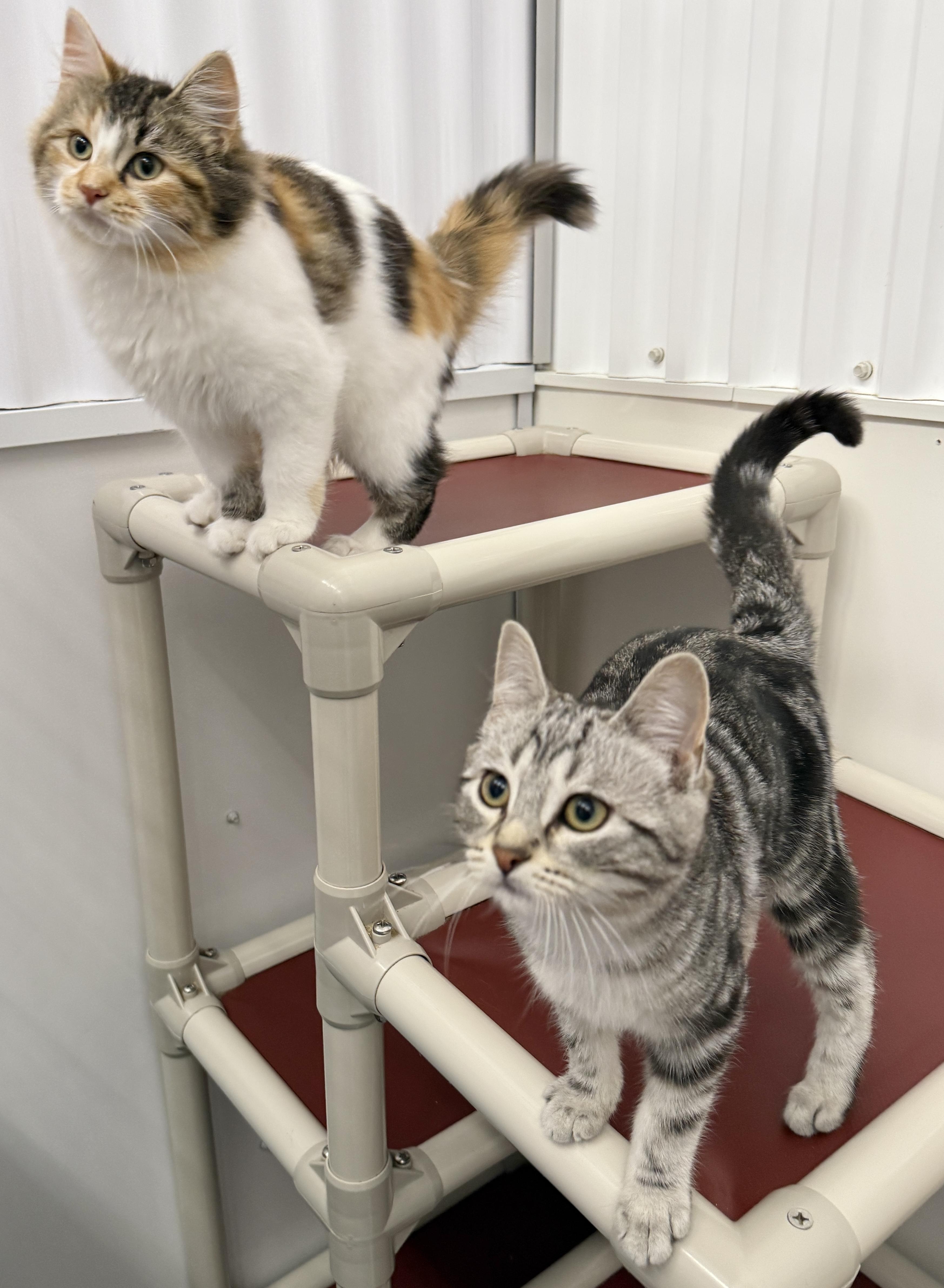 Enlarge Hazelnut, a Adoptable Domestic Short Hair in Meadow Lake, SK image 5/6