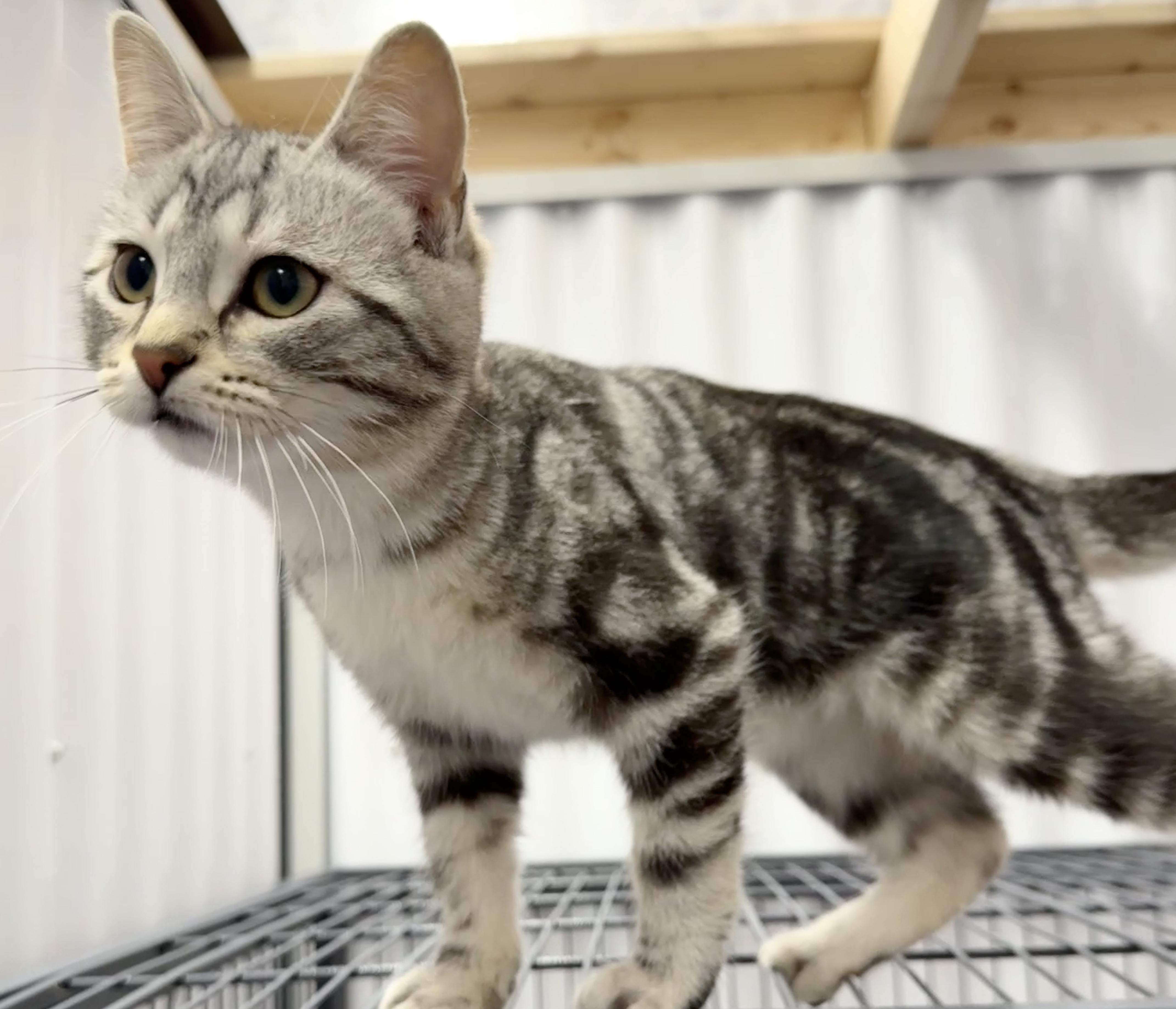 Enlarge Hazelnut, a Adoptable Domestic Short Hair in Meadow Lake, SK image 4/6