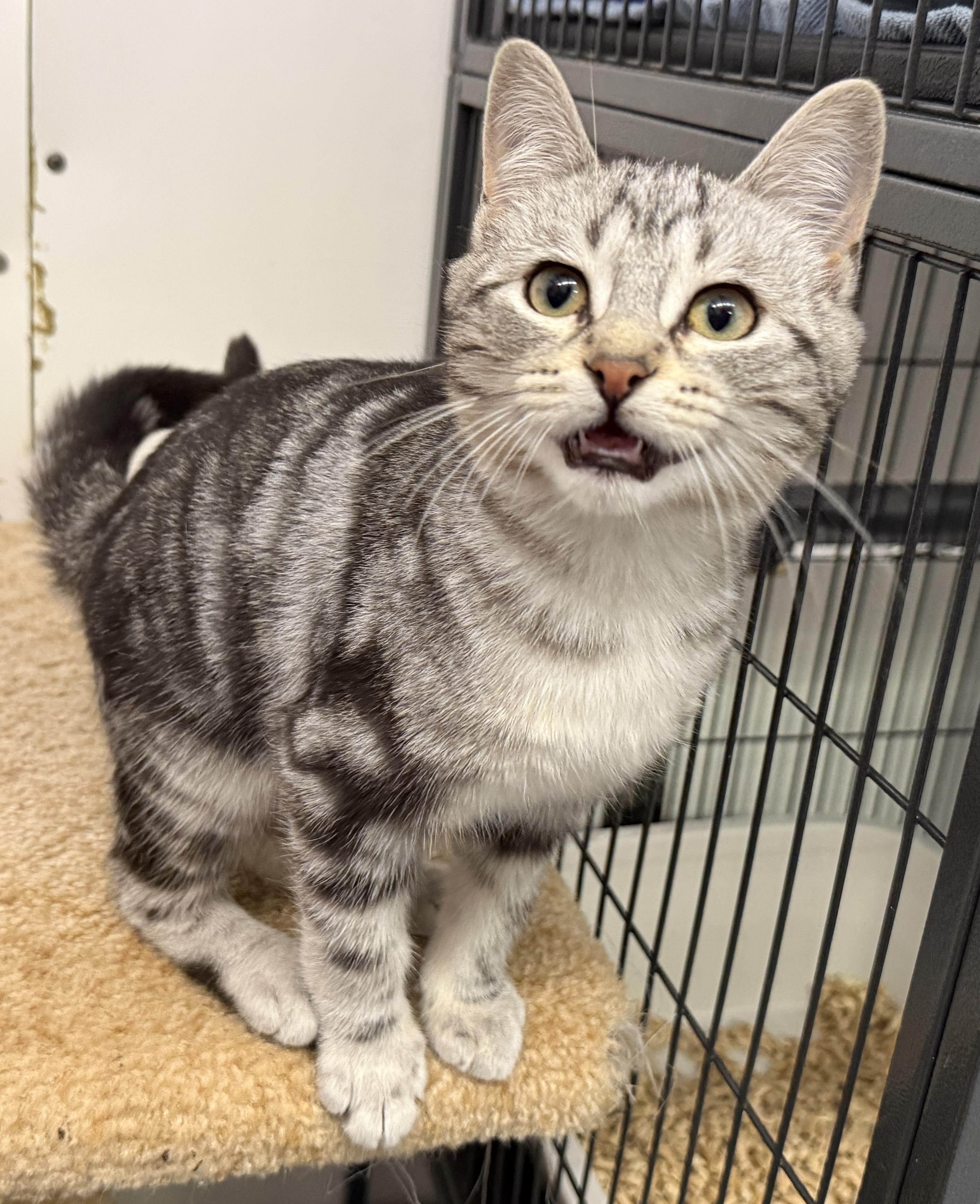 Enlarge Hazelnut, a Adoptable Domestic Short Hair in Meadow Lake, SK image 3/6