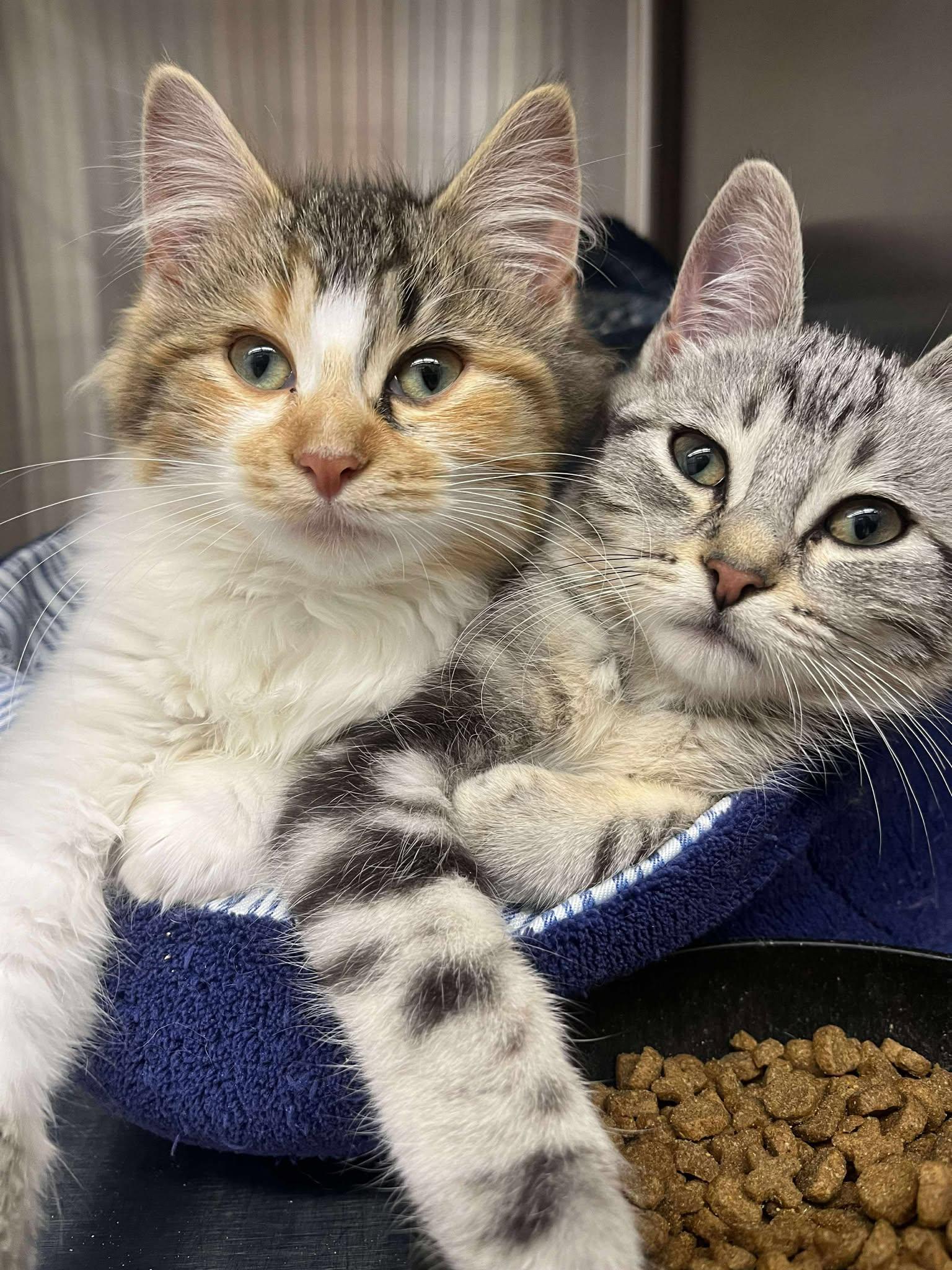 Hazelnut, adopted, Kitten Male Domestic Short Hair.