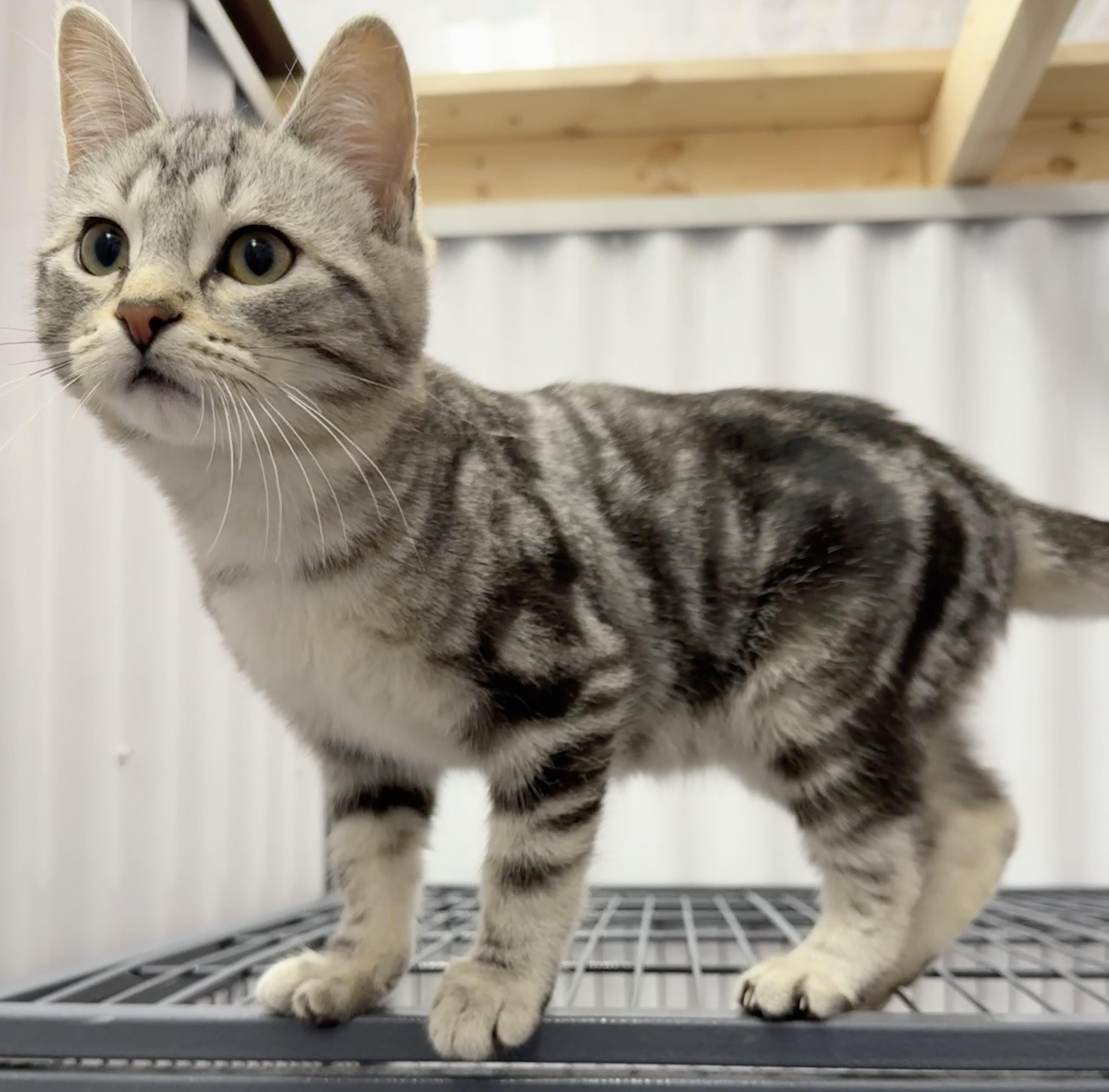 Enlarge Hazelnut, a Adoptable Domestic Short Hair in Meadow Lake, SK image 1/6