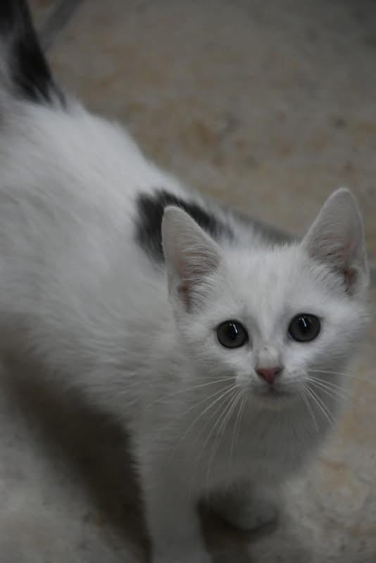 Arctic (Jess-fostered in New England) photo 2