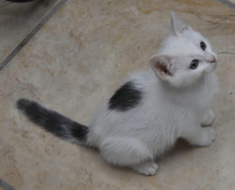 Arctic (Jess-fostered in New England) photo 3