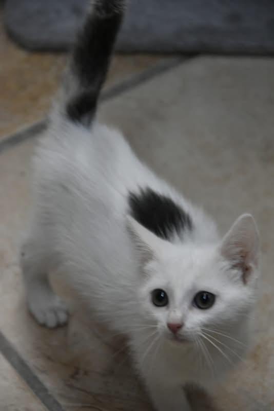 Arctic (Jess-fostered in New England)
