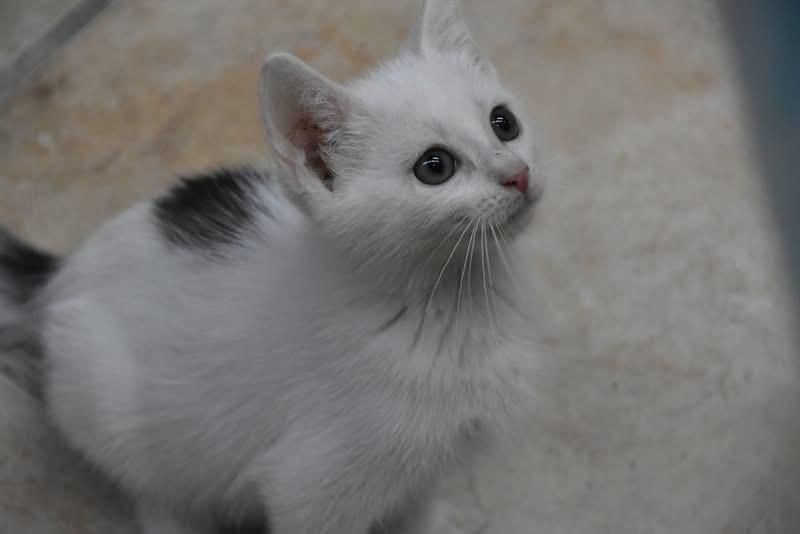 Arctic (Jess-fostered in New England) photo 4