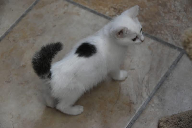 Arctic (Jess-fostered in New England) photo 5
