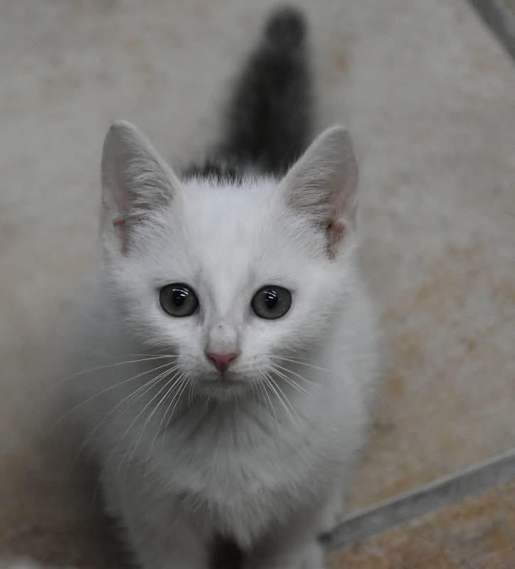 Arctic (Jess-fostered in New England) photo 6