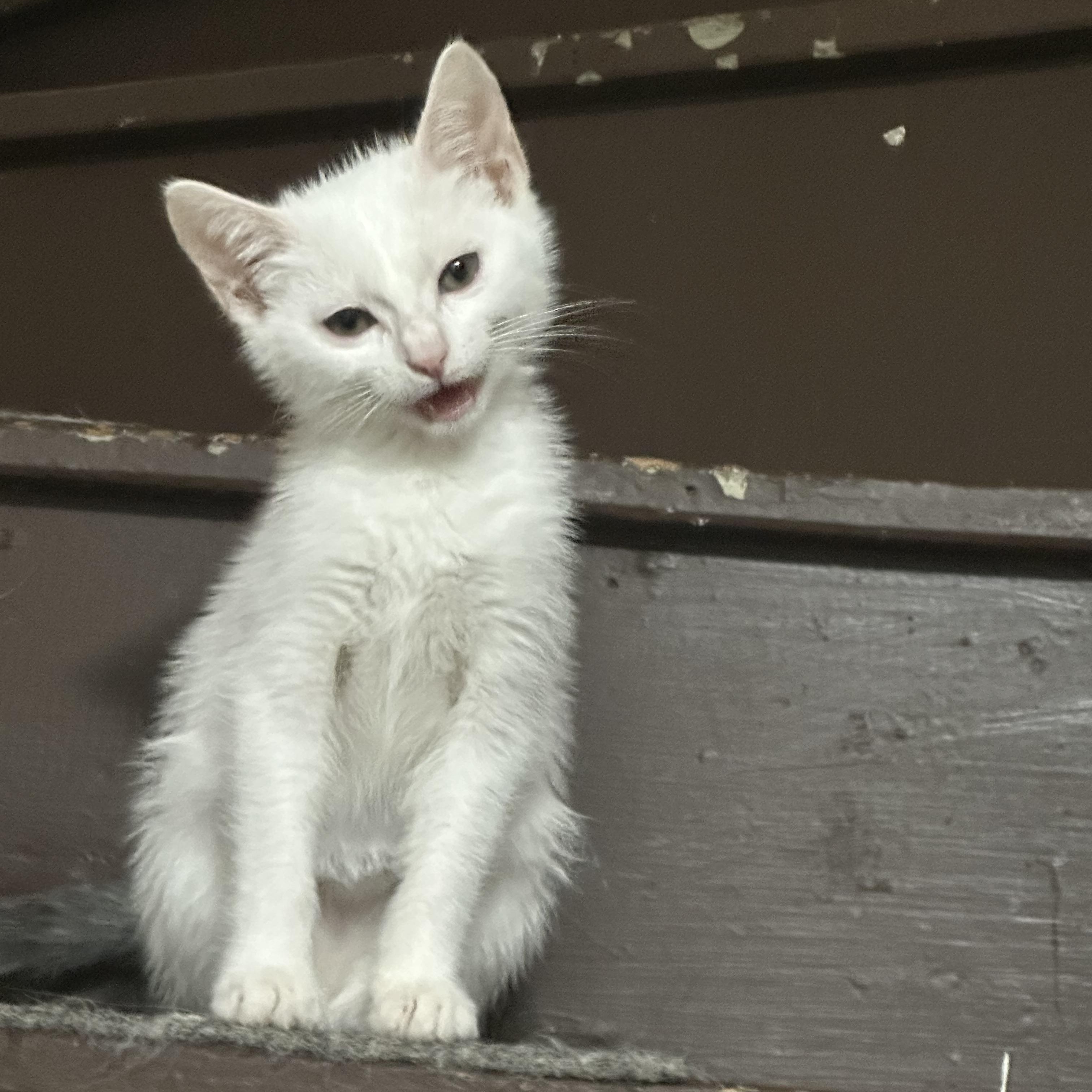 Arctic (Jess-fostered in New England), Baby Male unknown