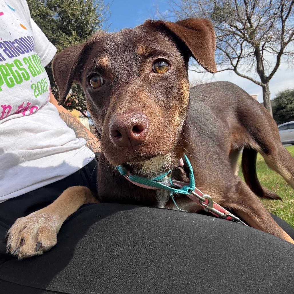 River, Adoptable, Young Female Rottweiler & Mixed Breed.