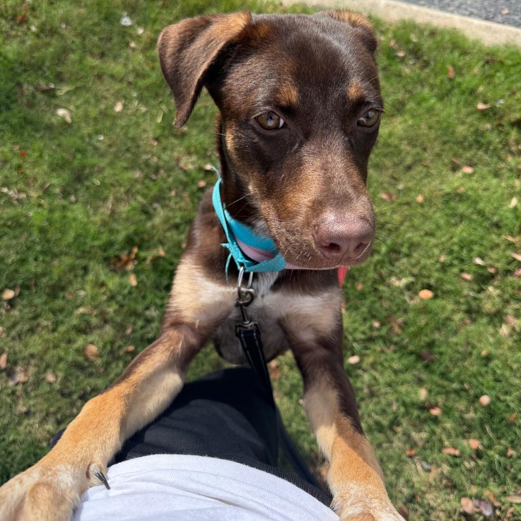 Enlarge River, a Adoptable mixed breed in San Antonio, TX image 2/6