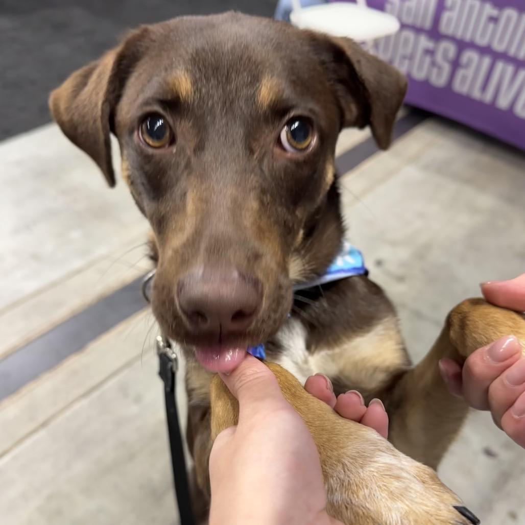 Enlarge River, a Adoptable mixed breed in San Antonio, TX image 4/6
