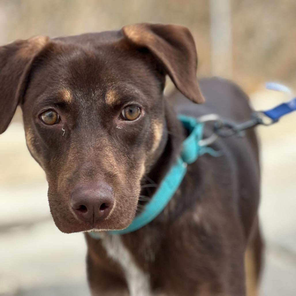 Enlarge River, a Adoptable mixed breed in San Antonio, TX image 5/6
