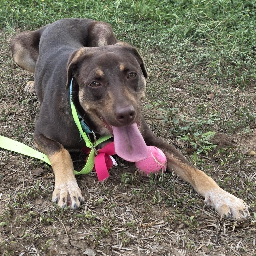 Enlarge River, a Adoptable mixed breed in San Antonio, TX image 6/6