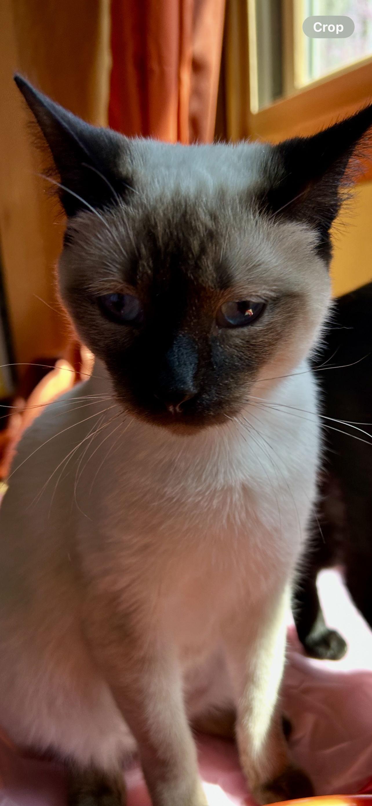 Whiskey, Adopted, Young Male Siamese.