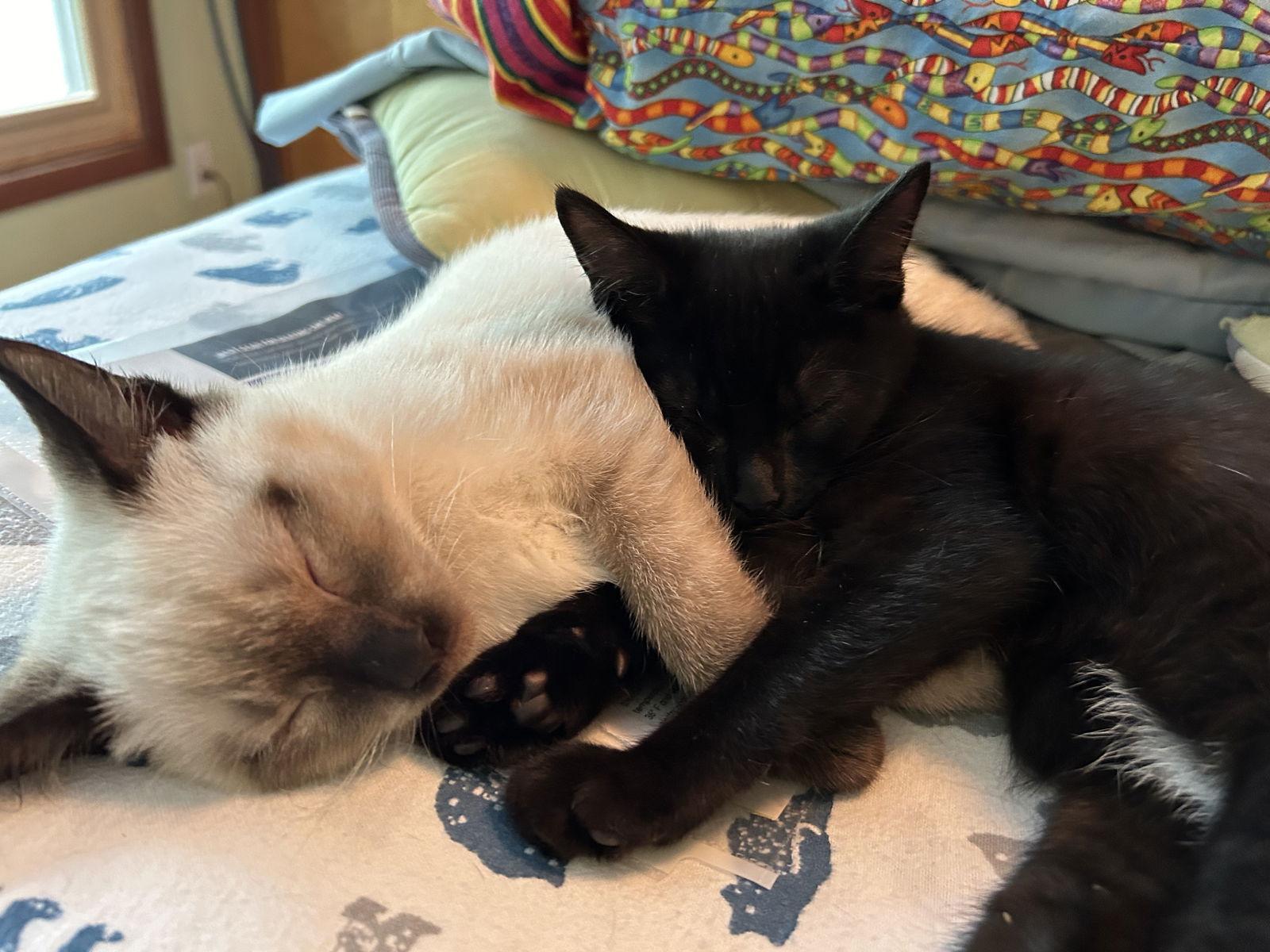 Whiskey, a Adopted Siamese image 2/2