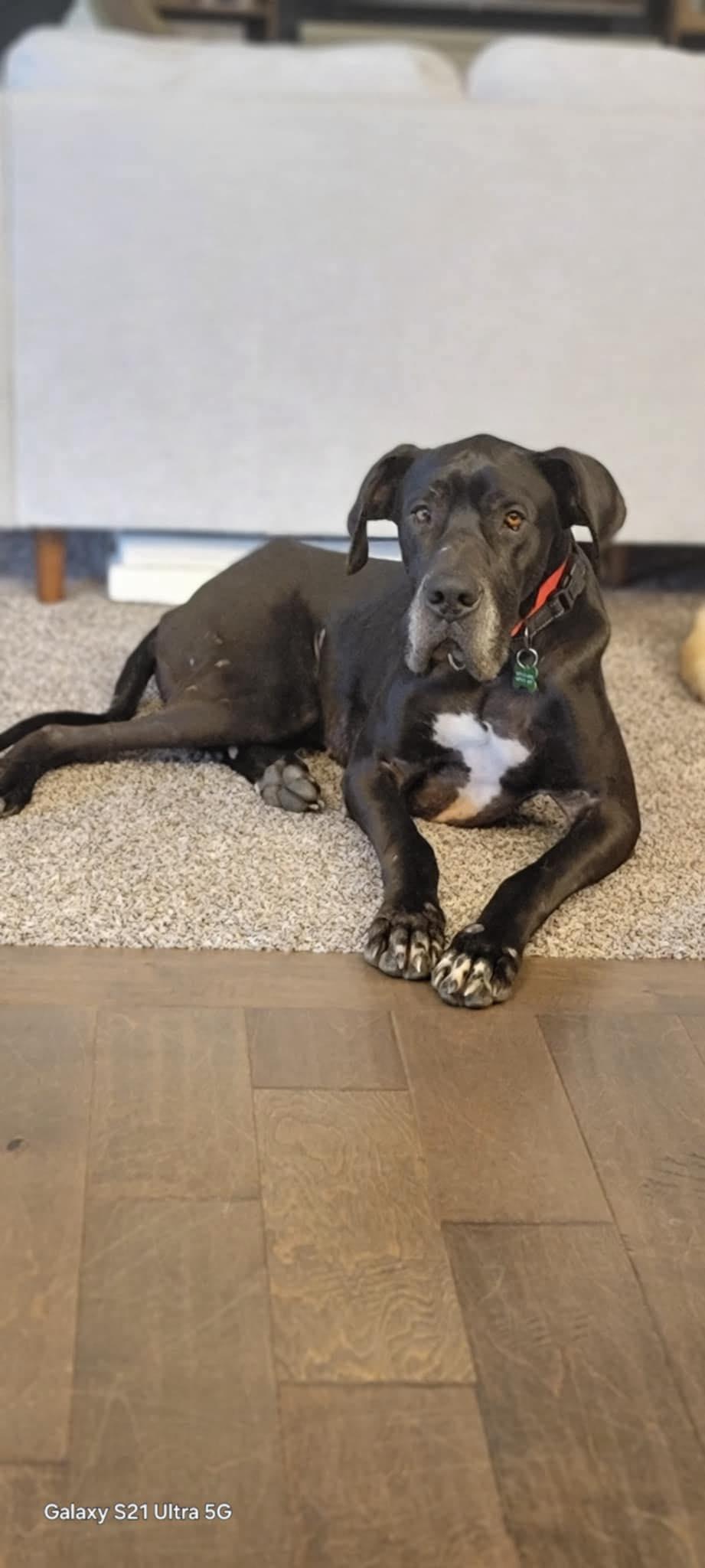 Grimm, Senior Male Great Dane