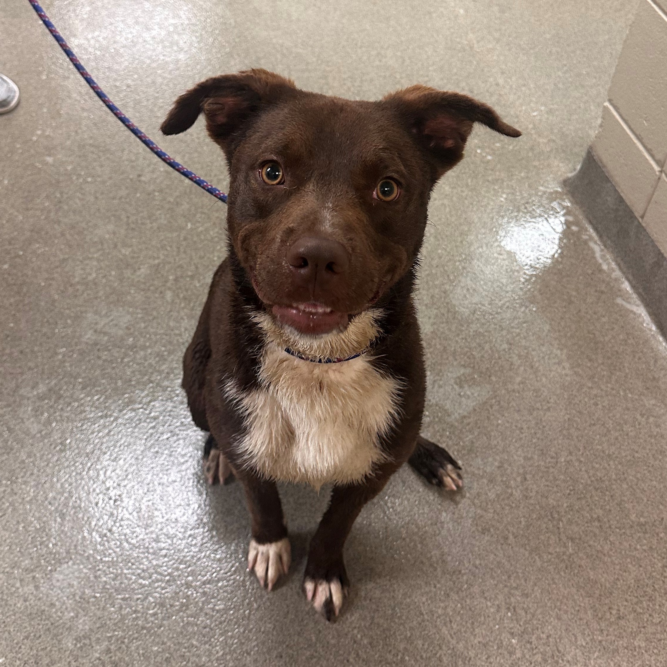Kearney Animal Shelter - h49h7u1