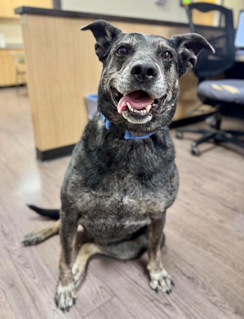 Harley, Adoptable, Senior Female Catahoula Leopard Dog & German Shepherd Dog.