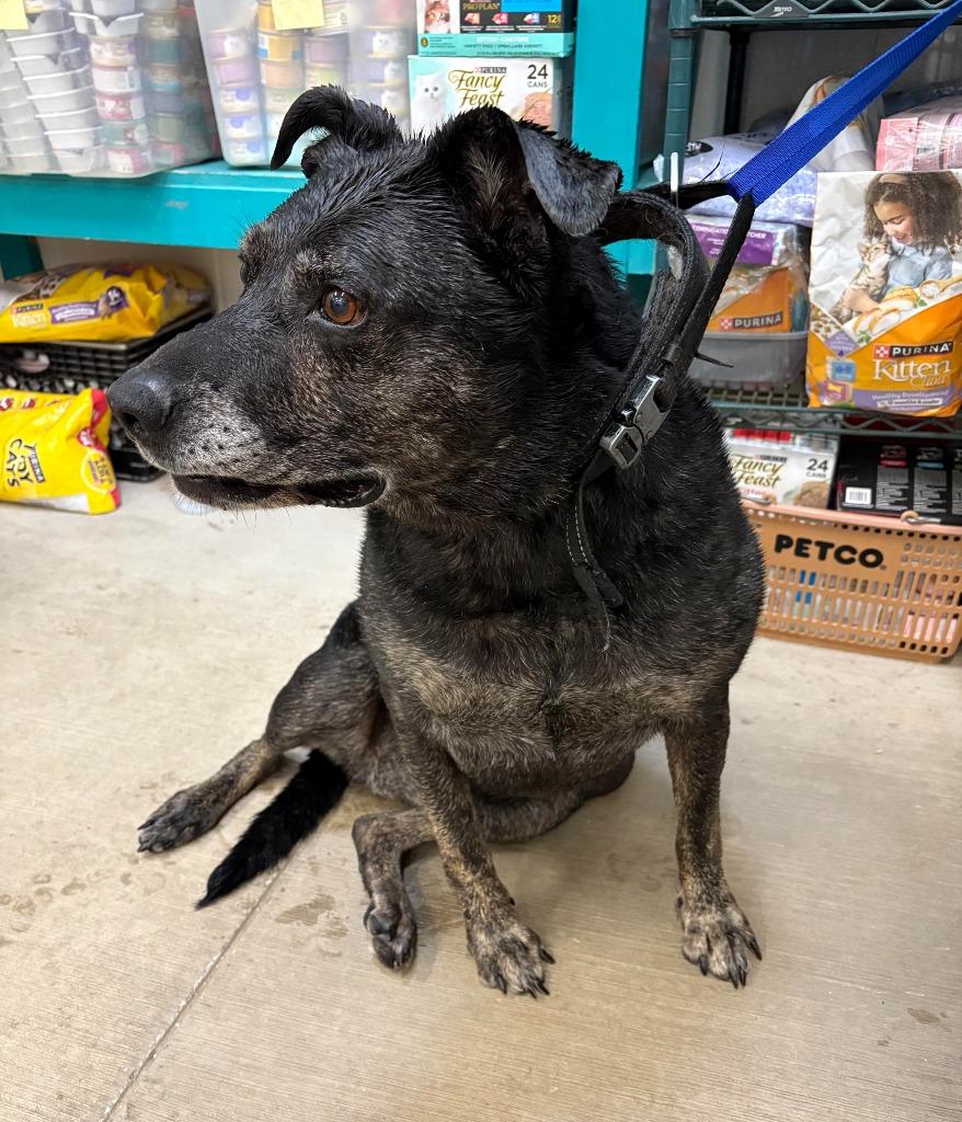 Harley, a Adoptable mixed breed in Gillette, WY image 2/2