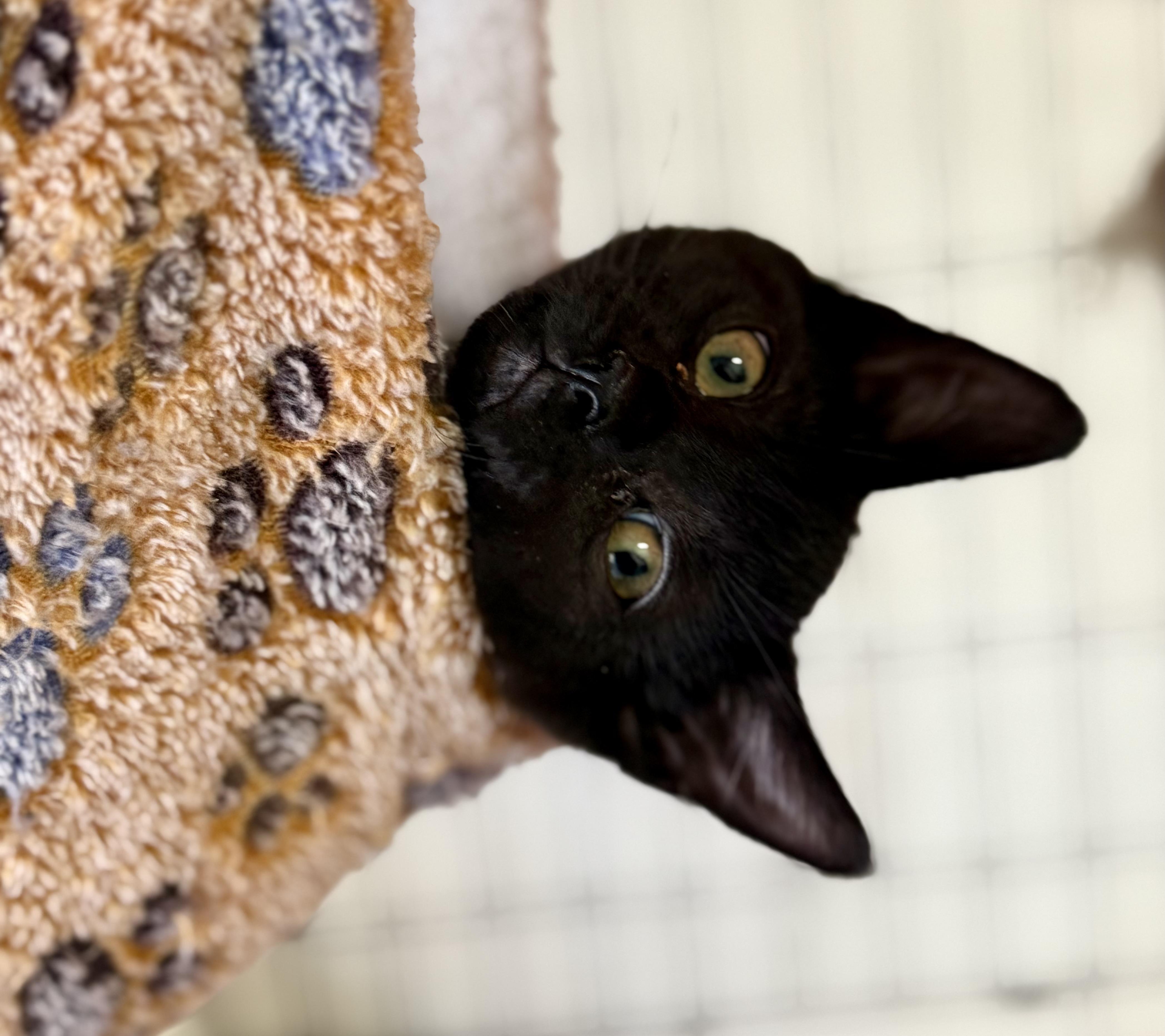 Enlarge Marigold, a Adoptable Domestic Short Hair in Johnson City, TN image 1/2