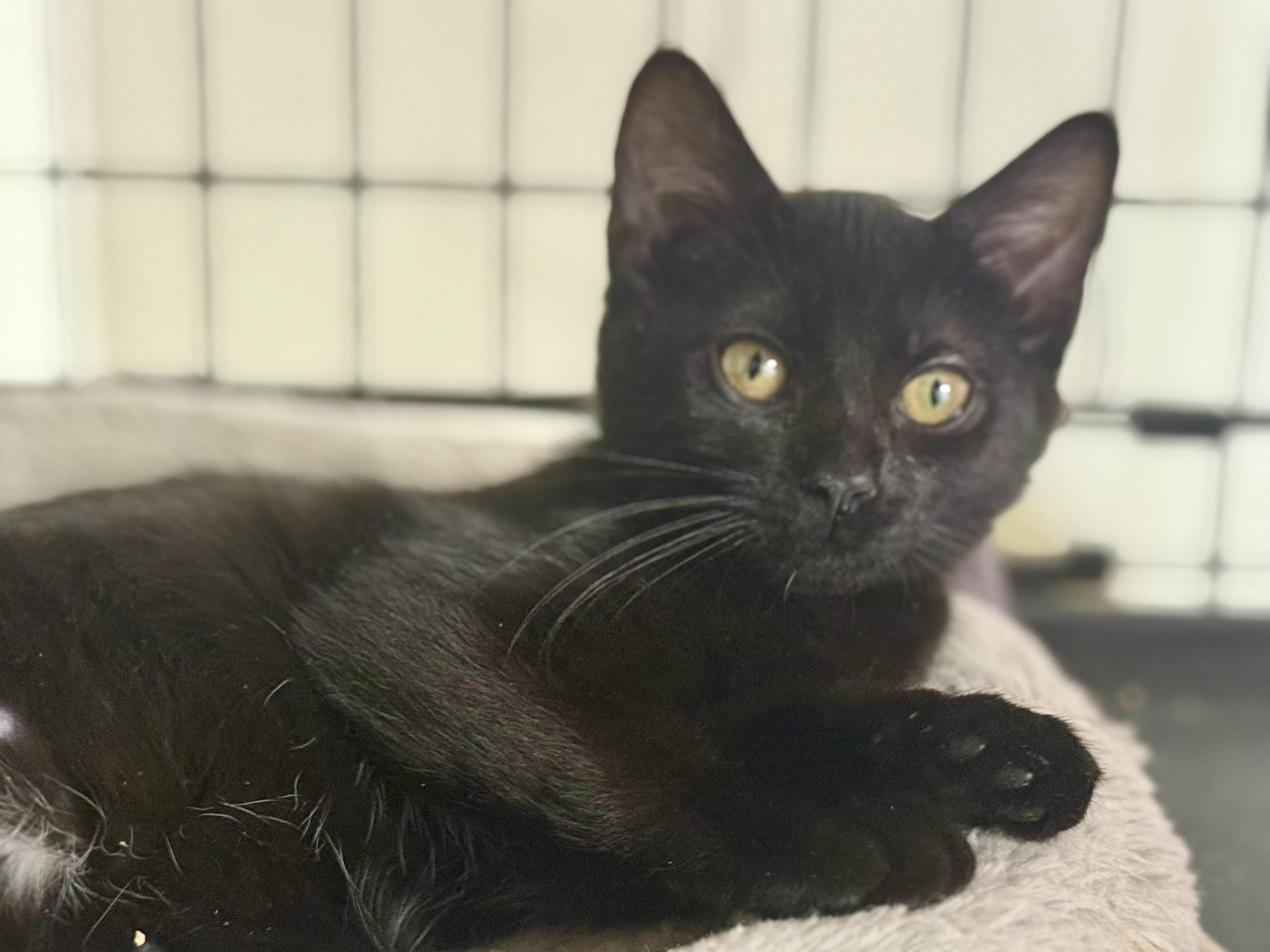 Enlarge Marigold, a Adoptable Domestic Short Hair in Johnson City, TN image 2/2