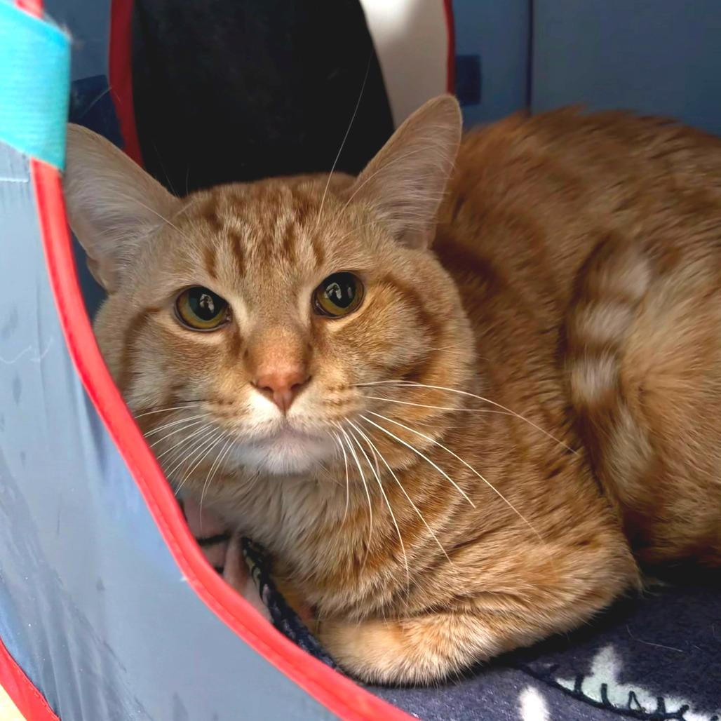Zest, a Adoptable Domestic Short Hair in Deerfield, IL image 1/4