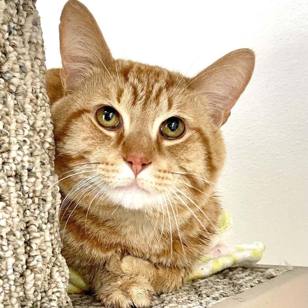 Zest, a Adoptable Domestic Short Hair in Deerfield, IL image 2/4